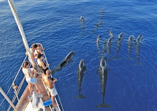 In Liguria nasce un nuovo lavoro, avvistatore di cetacei © ANSA