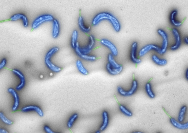 Il batterio Caulobacter crescentus visto al microscopio elettronico (fonte: ETH Zurich) © Ansa