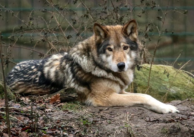 un lupo in una foto d'archivio © EPA
