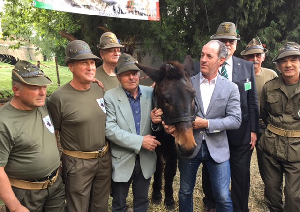 Il mulo-alpino Iroso col governatore veneto Luca Zaia e i suoi commilitoni umani © ANSA