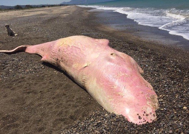 Cadavere di un capodoglio rosa trovato in spiaggia a Lascari © ANSA