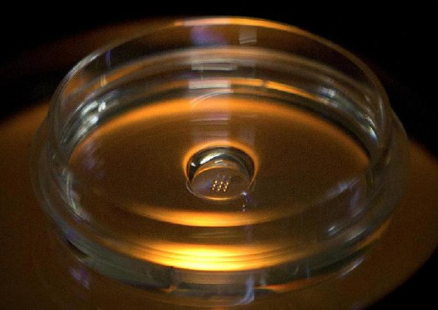 Una micropiastra contenente embrioni iniettati con proteina Cas9 e PCSK9 sgRNA nel laboratorio a Shenzhen in Cina (foto di Mark Schiefelbein, fonte: The Associated Press) © Ansa