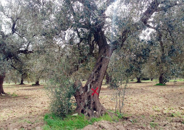 Xylella, fungo contrasta proliferazione killer degli olivi © ANSA