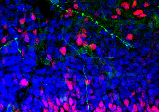 Cellule nervose di un embrione di topo (fonte: Joseph Elsbernd) © Ansa