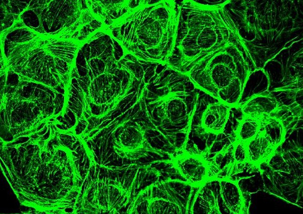 Cellule endoteliali mentre rispondono a un fattore di crescita (fonte: laboratorio dott.ssa Debora Angeloni) © Ansa