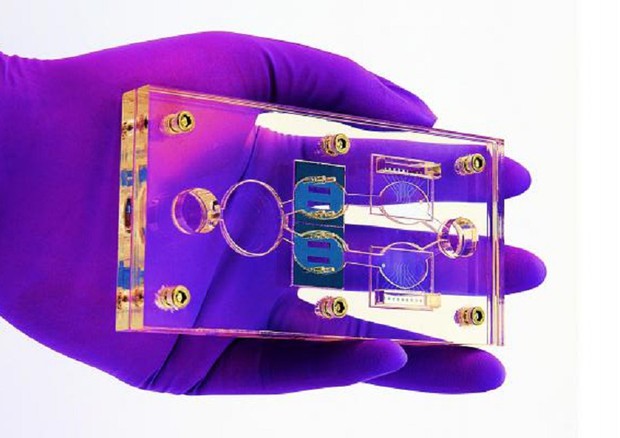 Il dispositivo nel quale cellule umane su chip permettono di sperimentare nuove terapie su misura e senza test sugli animali (fonte: Hesperos) © Ansa