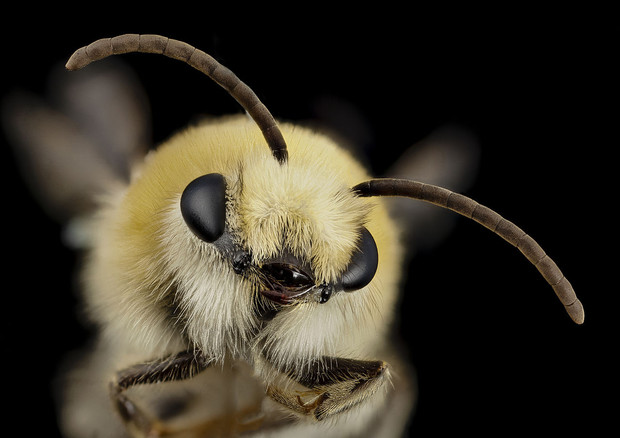 Primo piano di un'ape (fonte: USGS Bee Inventory and Monitoring Lab,Beltsville, Maryland, USA; Wikipedia) © Ansa
