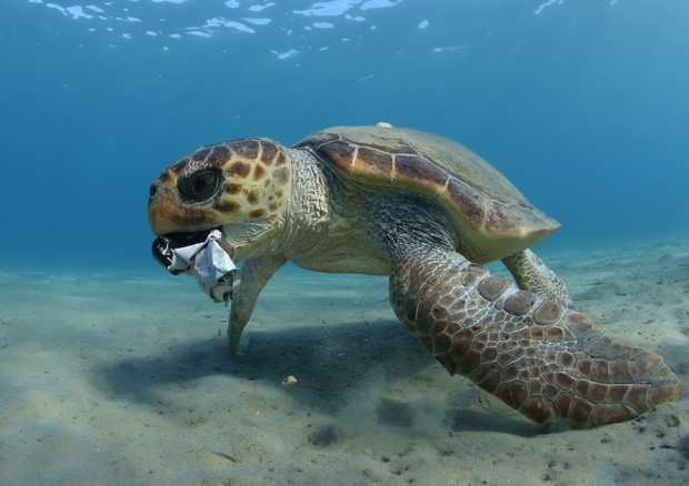Una tartaruga mangia della plastica © Ansa