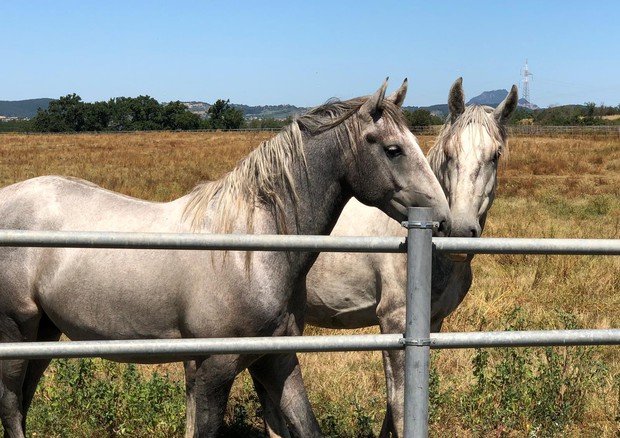 Unesco, nel patrimonio entra allevamento dei cavalli Lipizzani © ANSA