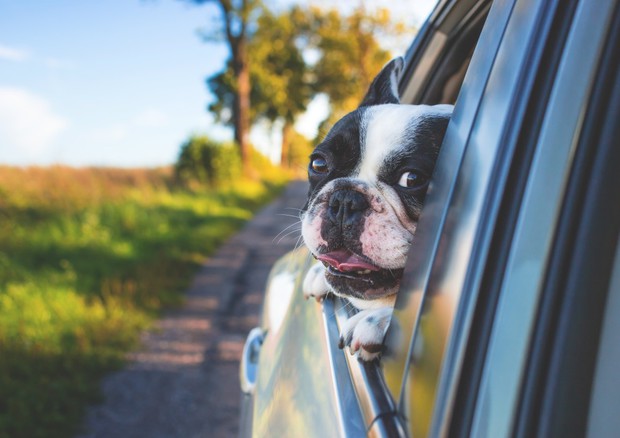 Un cane si affaccia dal finestrino dell'auto (fonte: Pxhere) © Ansa