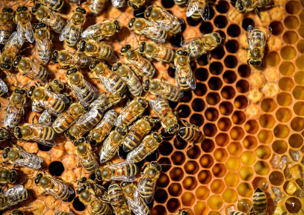 Fondi Mipaaf da 2 milioni per rilancio apicoltura © ANSA