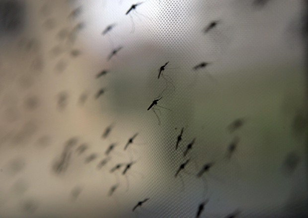 Zanzare fanno 725mila vittime l'anno, domani il mosquito day © ANSA