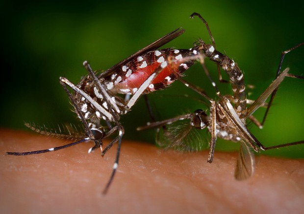 Esemplare di Aedes albopictus (fonte: CDC, Wikipedia) © Ansa