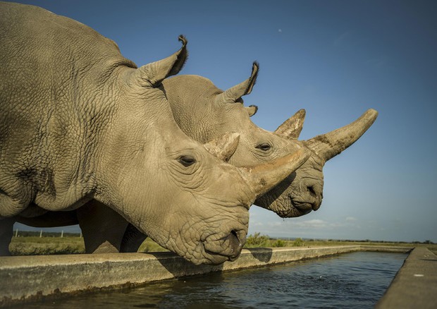 Fecondati gli ovuli prelevati dalle due femmine sopravvisute di rinoceronte bianco © ANSA