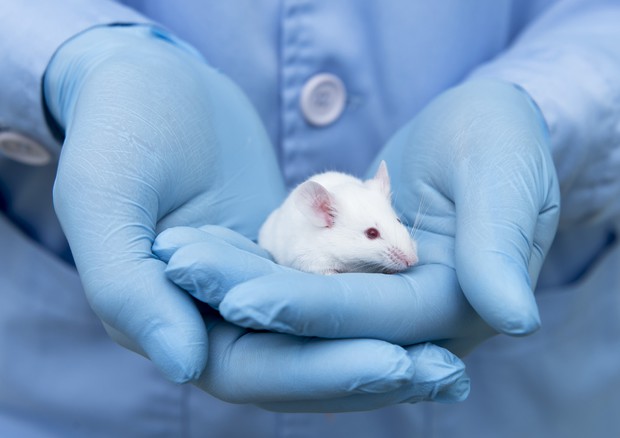 Arriva la tassa sulle sperimentazioni animali, scienziati insorgono © Ansa