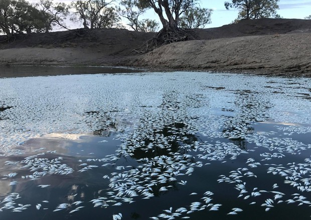Hundreds of thousands of dead fish in the Darling River © EPA