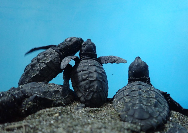 Eccezionale schiusa di tartarughe in Costiera Sorrentina © Ansa