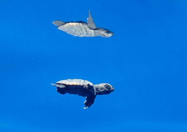 Le piccole tartarughe di Sorrento rilasciate in mare © Ansa