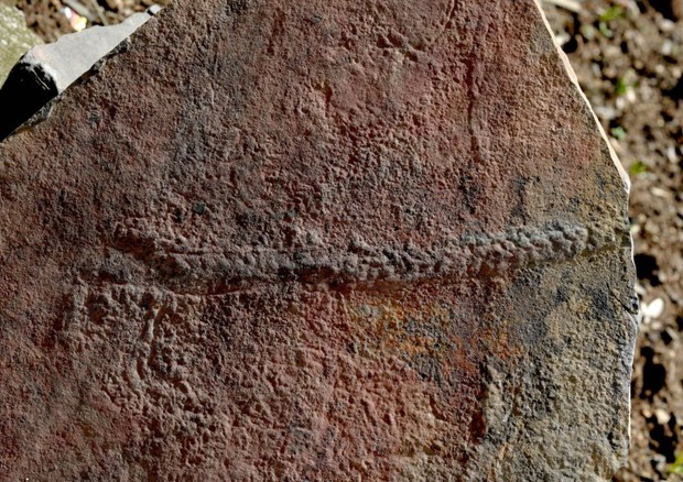 Una delle 35 tracce fossili scoperte nel Sud della Cina (fonte: Virginia Tech College of Science) © Ansa