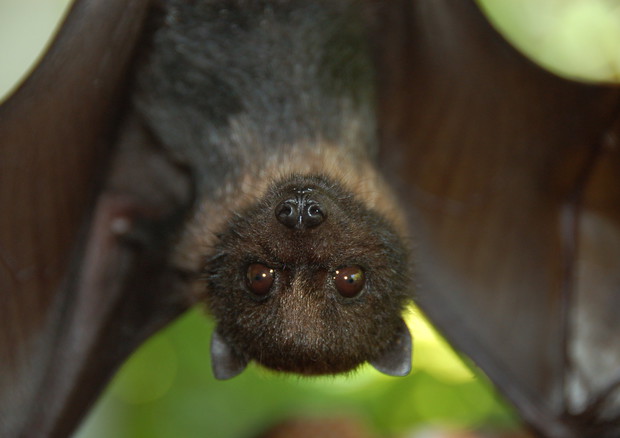Un pipistrello della frutta. Questi animali sono fra i serbatoi naturali dei coronavirus, la famiglia cui appartiene il virus cinese 2019-nCoV (fonte: Anne Brooke USFWS, Flickr) © Ansa