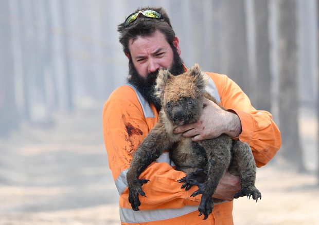 Il soccorso a un koala ferito negli incendi in Australia © ANSA 