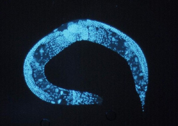 La longevità del nematode C. elegans allungata del 500% (fonte: NIH, Wikicommons) © Ansa