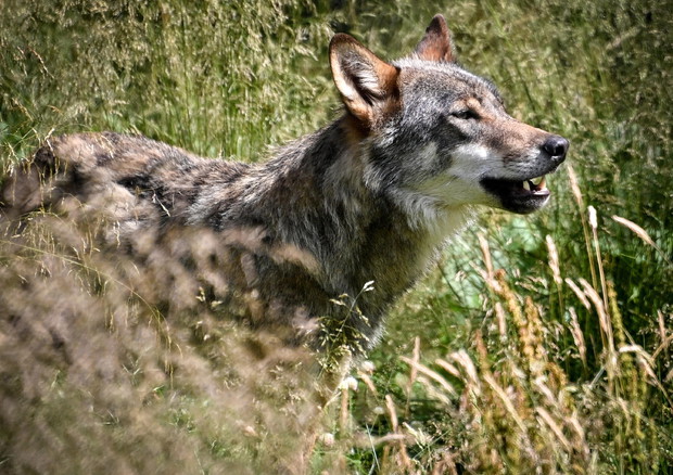 Protezione delle mandrie dai lupi, progetto Ue con Eurac © ANSA