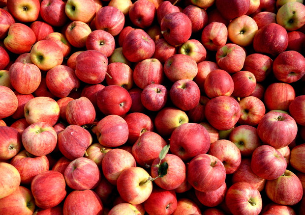 Mipaaf, mele verso mercato Taiwan. Parte campagna esportazione © ANSA
