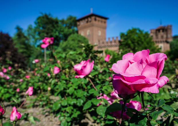 La fioritura del roseto al parco del Valentino © ANSA