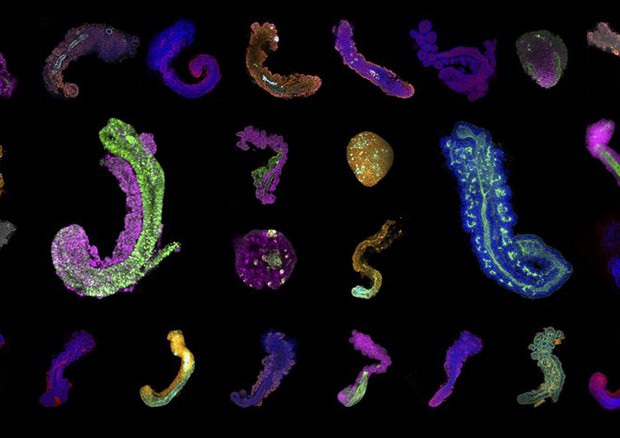 Collage di immagini fluorecenti del mini embrione di topo ottenute al microscopio (fonte: Dennis Schifferl, Adriano Bolondi, Polly Burton, Jesse Veenvliet - MPI f. Mol. Genet.) © Ansa