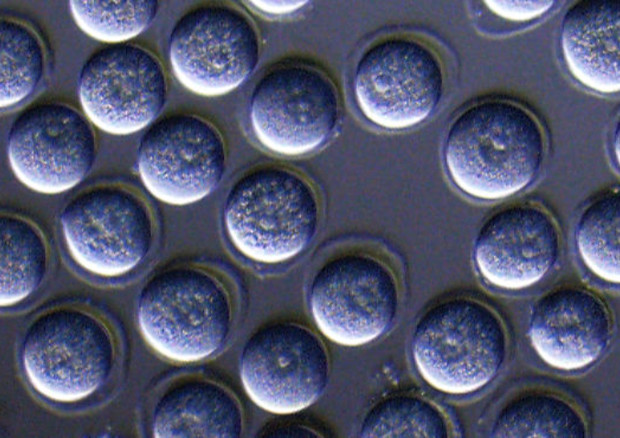  simil-ovociti ottenuti a partire dalle cellule staminali di topo (fonte: Kyushu University) © Ansa