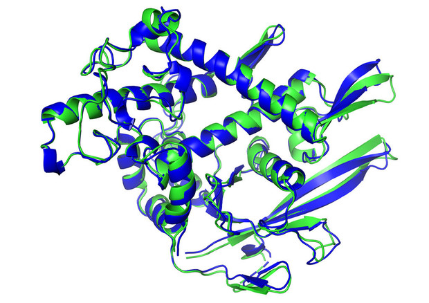 La struttura di una proteina prevista dall'intelligenza artificiale (in blu) ricalca quella determinata sperimentalmente (in verde) (fonte: DeepMind) © Ansa