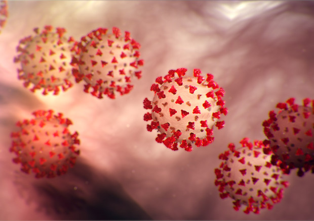 Rappresentazione di particelle del virus Covid-19 (fonte: CDC) © Ansa