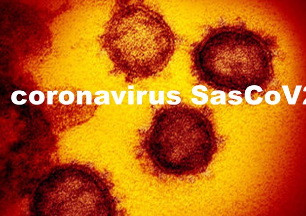 Il coronavirus SarsCoV2 visto al microscopio elettronico (fonte: NIAID-RML) © Ansa