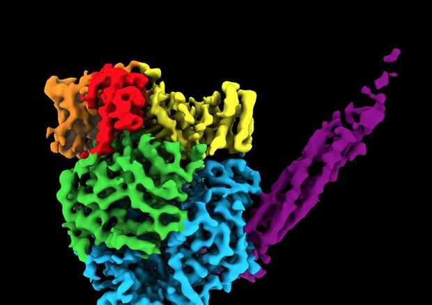Struttura atomica dell'enzima chiamato polimerasi (fonte: Northwestern University) © Ansa