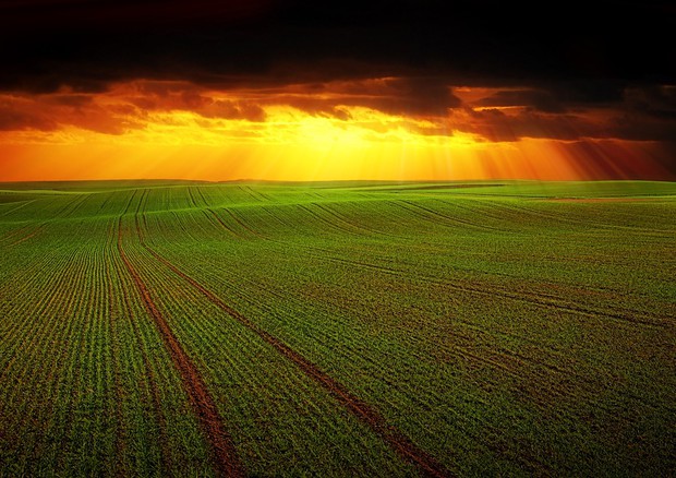 Agricoltura: ok da Ue a piano aiuti per l'Italia da 1,2 miliardi (fonte: Pixabay) © Ansa