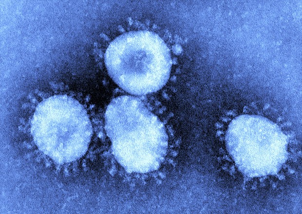 Coronavirus (fonte: CDC) © Ansa