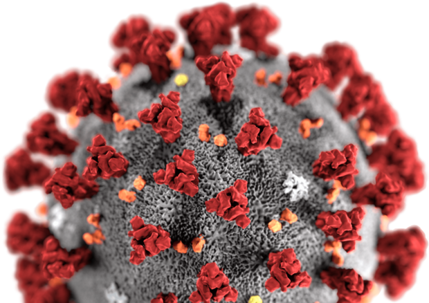 Rappresentazione grafica del coronavirus (fonte: CDC/ Alissa Eckert, MS; Dan Higgins, MAM) © Ansa