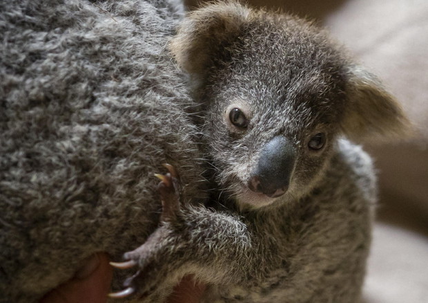 Australia: l'allarme del Wwf, koala a rischio estinzione © EPA