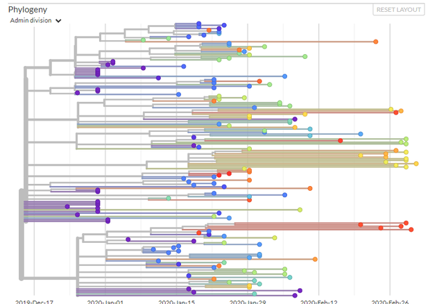 L'albero genealogico del coronavirus SarsCov2 pubblicato basato sulle sequenze genetiche finora pubblicate (fonte: Nextstrain) © Ansa