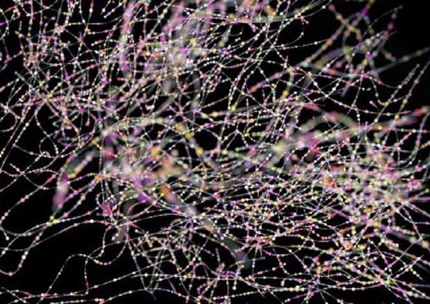 Rappresentazione di reti di neuroni (fonte: The University of Sheffield) © Ansa