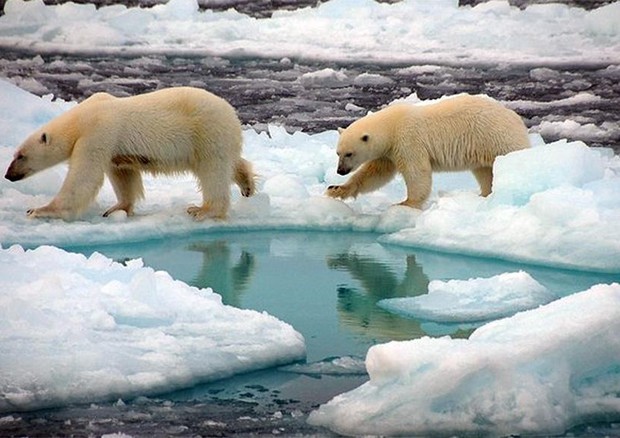 Due orsi al Polo Nord © ANSA
