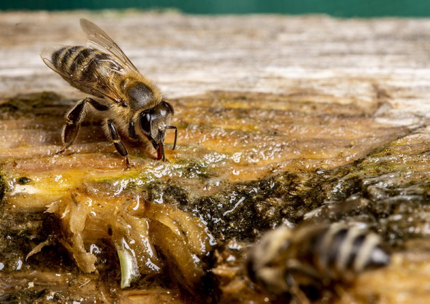 Monini adotta 100 mila api per celebrare il centenario © EPA
