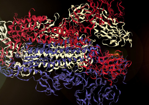 Rappresentazione grafica della struttura della proteina Spike del coronavirus  SarsCov2 (fonte: Markus I. Bauehler) © Ansa