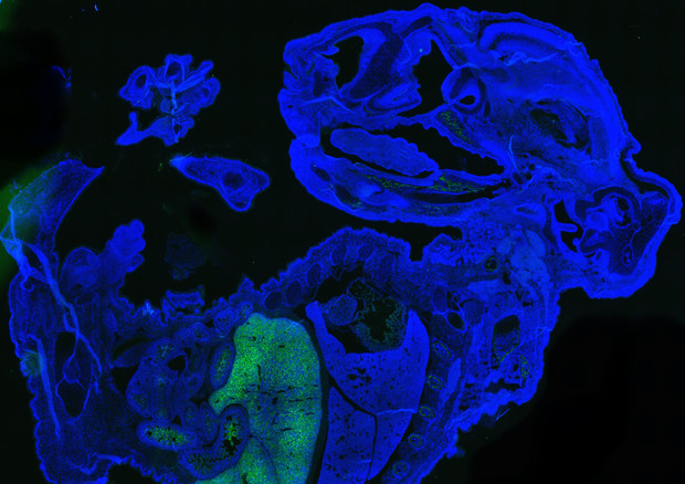 In verde la grande quantità di cellule umane ottenute in un embrione di topo di 17 giorni (in blu). Per la maggior parte sono globuli rossi umani accumulati nel fegato del topo (fonte: Zhixing Hu) © Ansa