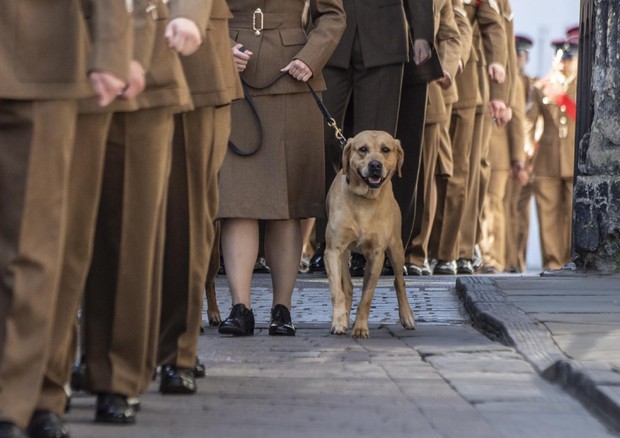 Soldati potranno tenere i cani militari in 'pensione' © 