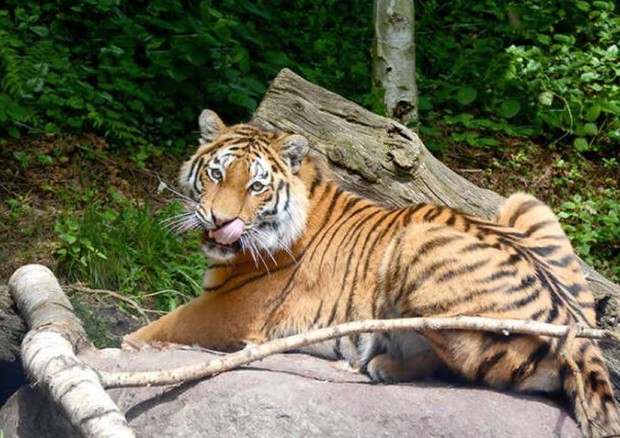 Tris tigrotti siberiani al parco Natura Viva di Bussolengo - Animali -  