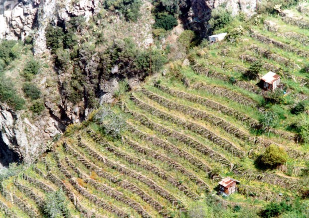 La carica dei vini eroici. In Valle d’Aosta via ai tappi del Mondial des vins Extrêmes © ANSA