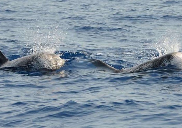 Delfini di Risso avvistati in mare alle Eolie © ANSA