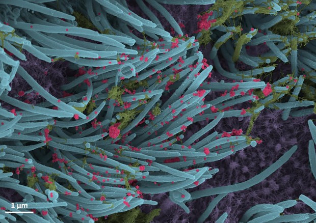 Immagine al microscopio che indica struttura e densità delle particelle del virus SarsCoV2 (in rosso) nelle cellule umane (in blu) che rivestono i bronchi (fonte: Ehre Lab, UNC School of Medicine) © Ansa